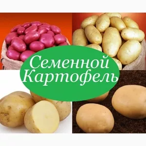 Продам картофель посевной/посадочный