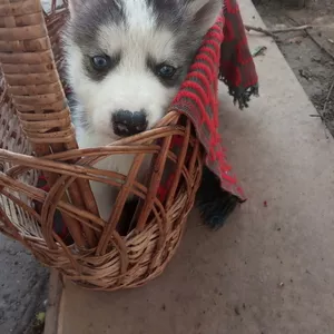 Продам щенков Сибирской ХАСКИ