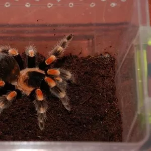 Яркий паук птицеед Брахипелма Смитти Brahipelma Smithi 4-5 см по телу, 