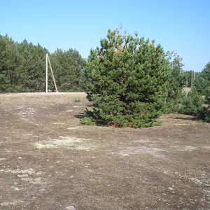 Продается участок 12 соток на опушке леса в очень живописном месте. 