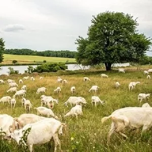 Продам  землю 185 гр. за сотку.