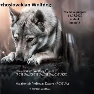 Щенки Чехословацкого влчака