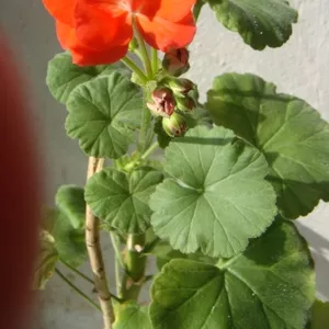 Пеларгония,  взрослое растение,  красиво цветущее 