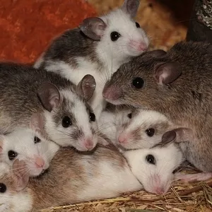 Кормовые крысята - Мастомис или Натальная крыса (Mastomys natalensis).