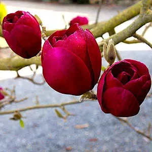 Magnolia Black Tulip,  Магнолия Блэк Тюлип морозостойкая гибрид 