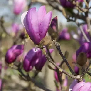 Магнолия лилиецветная Лилиефлора Нигра ( Magnolia liliiflora “Nigra”) 