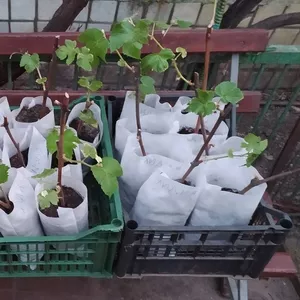 Саженцы винограда (стоимость 50 грн/за саженец) различные сорта 2021 г