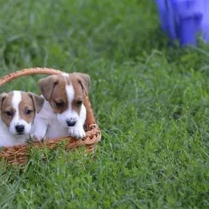 Продам чистокровные Джек Расел