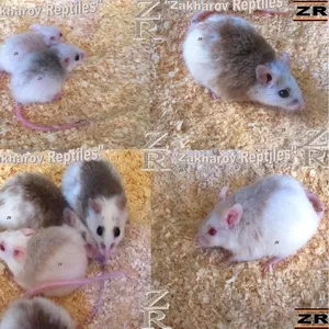 Кормовые крысята - Мастомис или Натальная крыса (Mastomys natalensis).