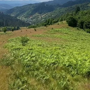 Земельна ділянка с. Ізки Закарпатська обл