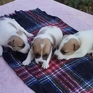 Щенки Джек Рассел Терьер Одесса,  (Jack Russell Terrier puppies Odessa)