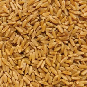 Пшеница оптом (FAS,  FCA,  CIF)