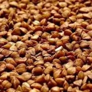 Продам насіння гречки (мін. 5 тонн)
