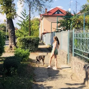 Вигул собак в Ужгороді 