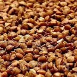 Продаємо зерно гречки. Товарна гречка оптом