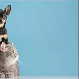 Перевозка собак и кошек из Украины в США и Канаду с Delivery Animal