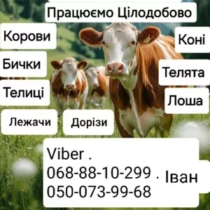Закуповуємо Врх НА М'Ясо ТА НА Тримання. Корови Коні Бички Телиці