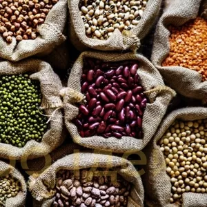 Продаж. Посівмат квасолі. Насіння квасолі. В асортименті