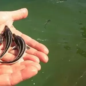 Продам русского малька