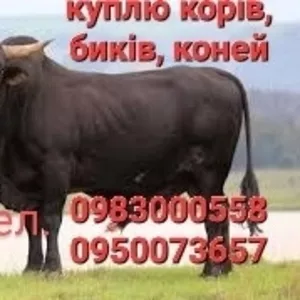 куплю корів,  биків,  коней,  свиней