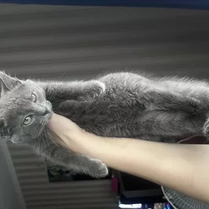 Котенок шотландская короткошерстная прямоухая девочка