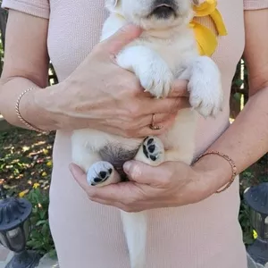 Золотистого ретрівера цуценята Ot Bahur Киев
