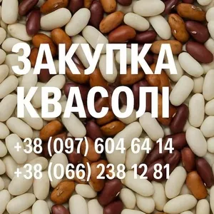 Купуємо квасолю для потреб підприємства