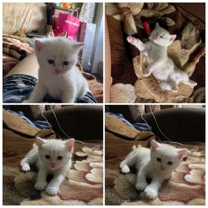 Кошенята Скоттіш-Страйт хлопчики 