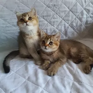 Скоттиш-страйт. Золотенький хлопчики