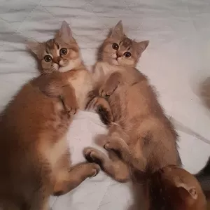 Скоттиш-страйт. Золотенький хлопчик-дівчинка