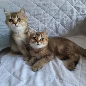 Кошенята скоттиш-страйт від породистих батьків