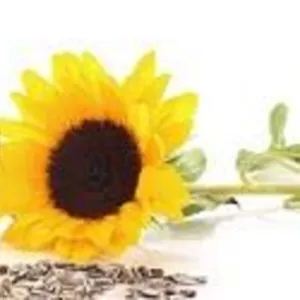 Скупка фуза. Скупка технического масла. 