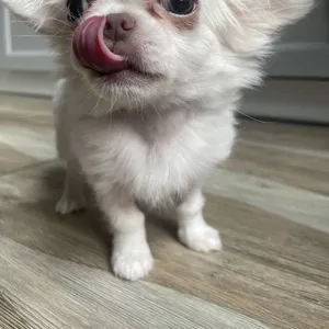 Прекрасна дівчинка чихуахуа,  Львiв