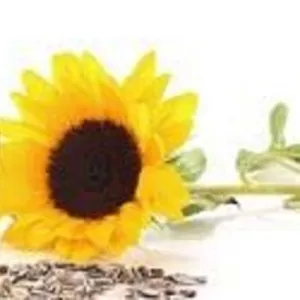 Скупка подсолнечного и соевого фузов. Скупка жиров. 