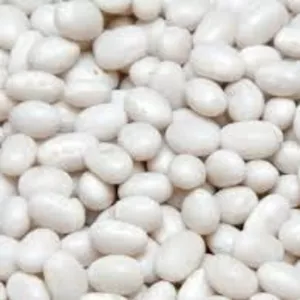 Закупка квасолі. Приймаємо різні сорти на переробку