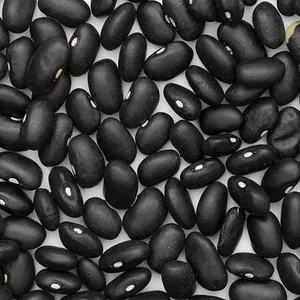 Купити квасолю. Квасоля в наявності. Продаж квасолі.