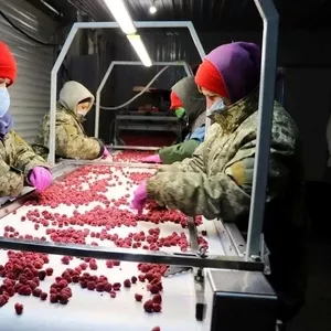 Xoлодильна та морозильна камери для Заморозки малини і суниці