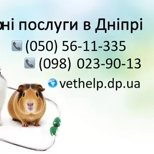 Ветеринарна допомога Дніпро
