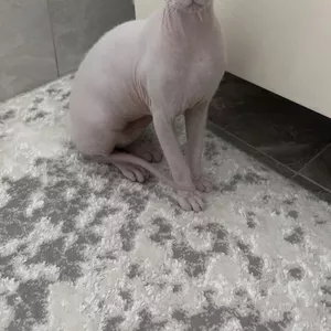 Киця канадський сфінкс,  10 місяців 