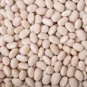 Насіння квасолі. Доставка. Форвардні контракти