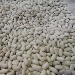 Посівмат квасолі. Форвардні контракти. Гарантований викуп врожаю.