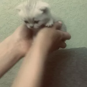 Шиншилові кошеня серебро 