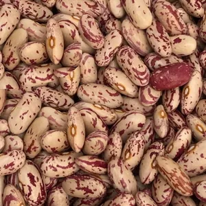 Сортова квасоля на продаж,  20+ сортів