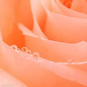 Нужна квартира!