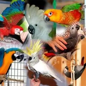Ручные попугаи