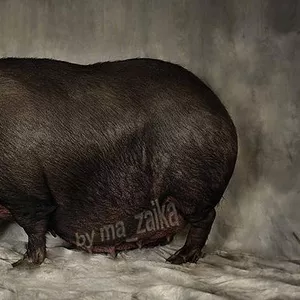 продам вьетнамских свиней и не только! также есть нутрии