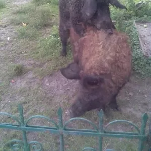 свині мангаліца  