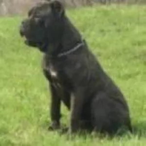 Щенки Кане Корсо шоу класса.(Cane-Co