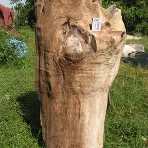 ПРОДАЮ ОКАМЕНЕЛОЕ ДЕРЕВО