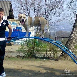 Продается щенок стаффорда